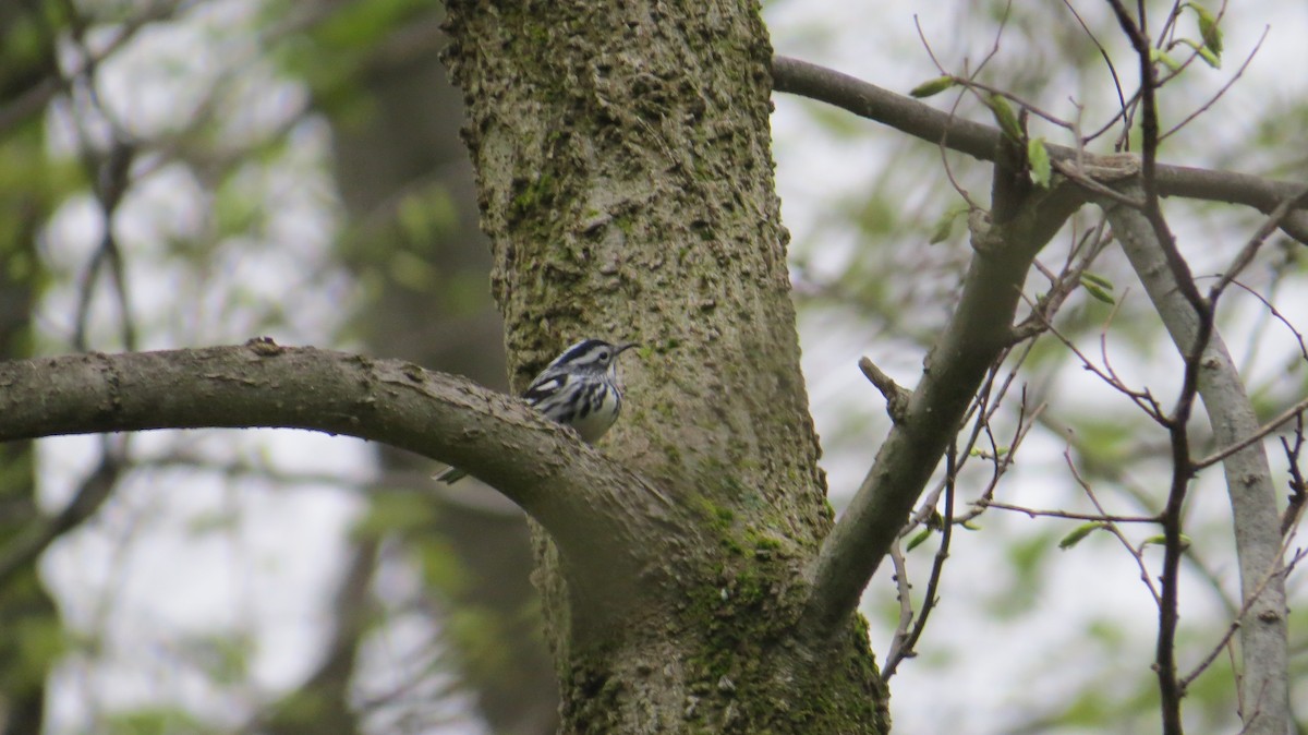 Black-and-white Warbler - ML567543761