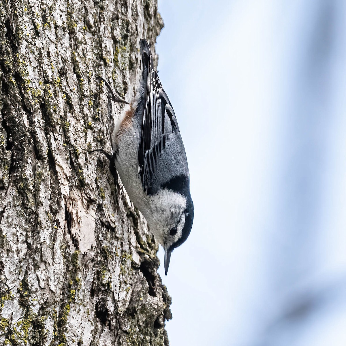 White-breasted Nuthatch - ML567543961