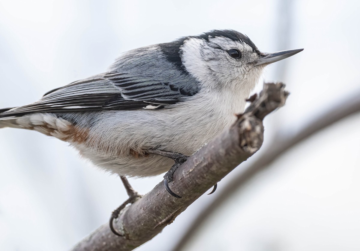 White-breasted Nuthatch - ML567544111