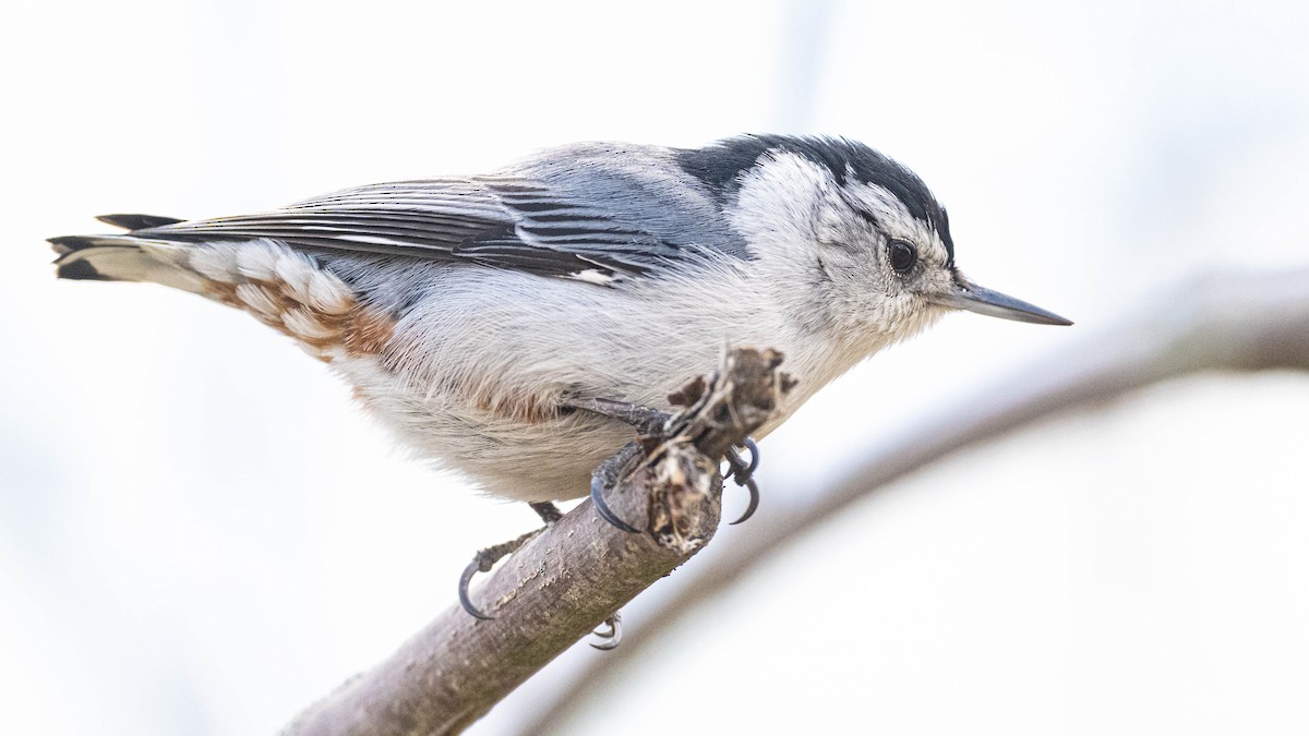 White-breasted Nuthatch - ML567544191
