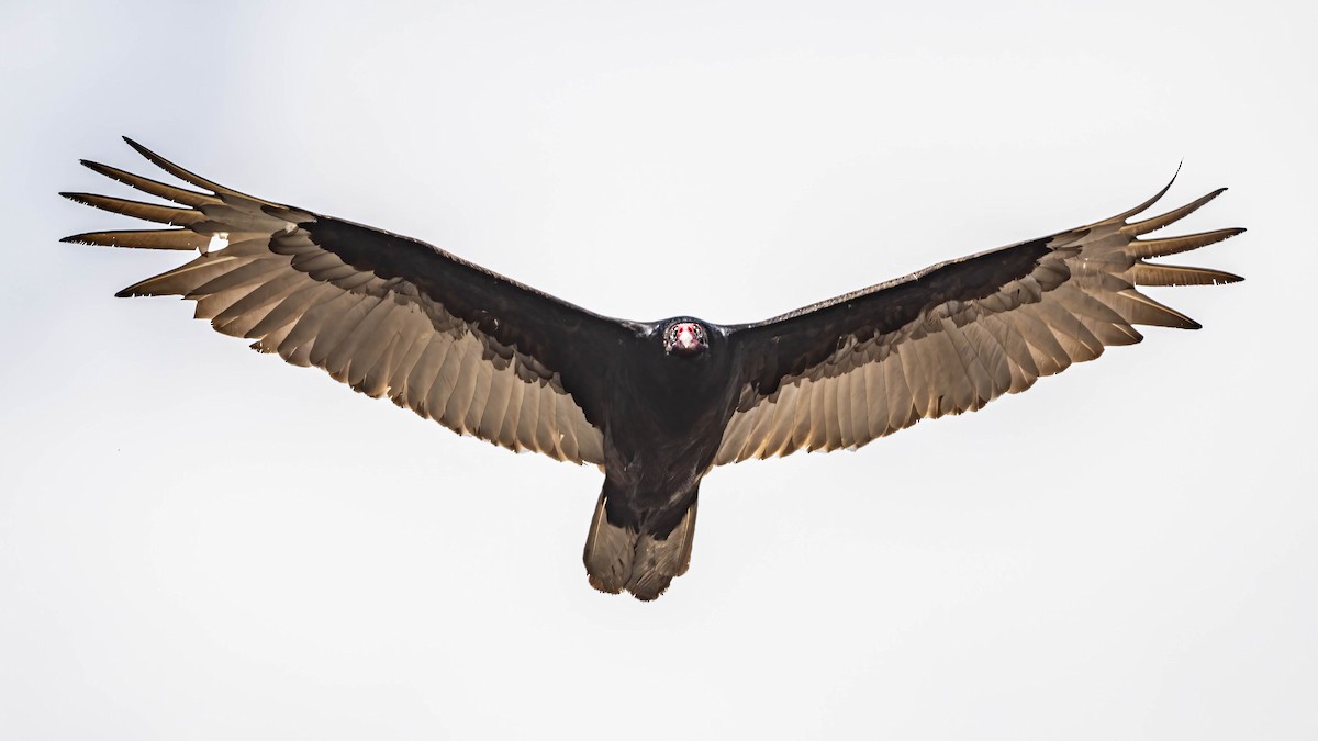 Turkey Vulture - Bruce Kennedy
