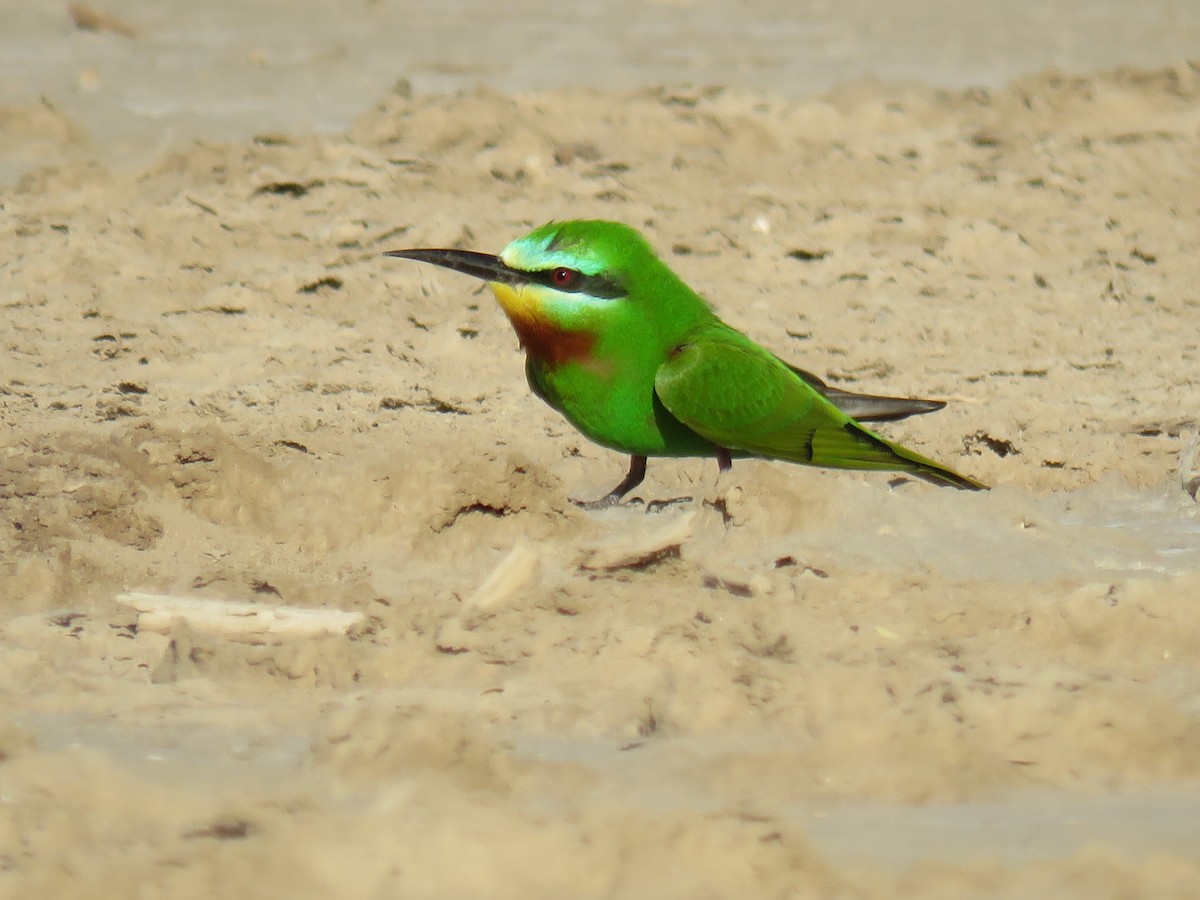 Blue-cheeked Bee-eater - ML567551841