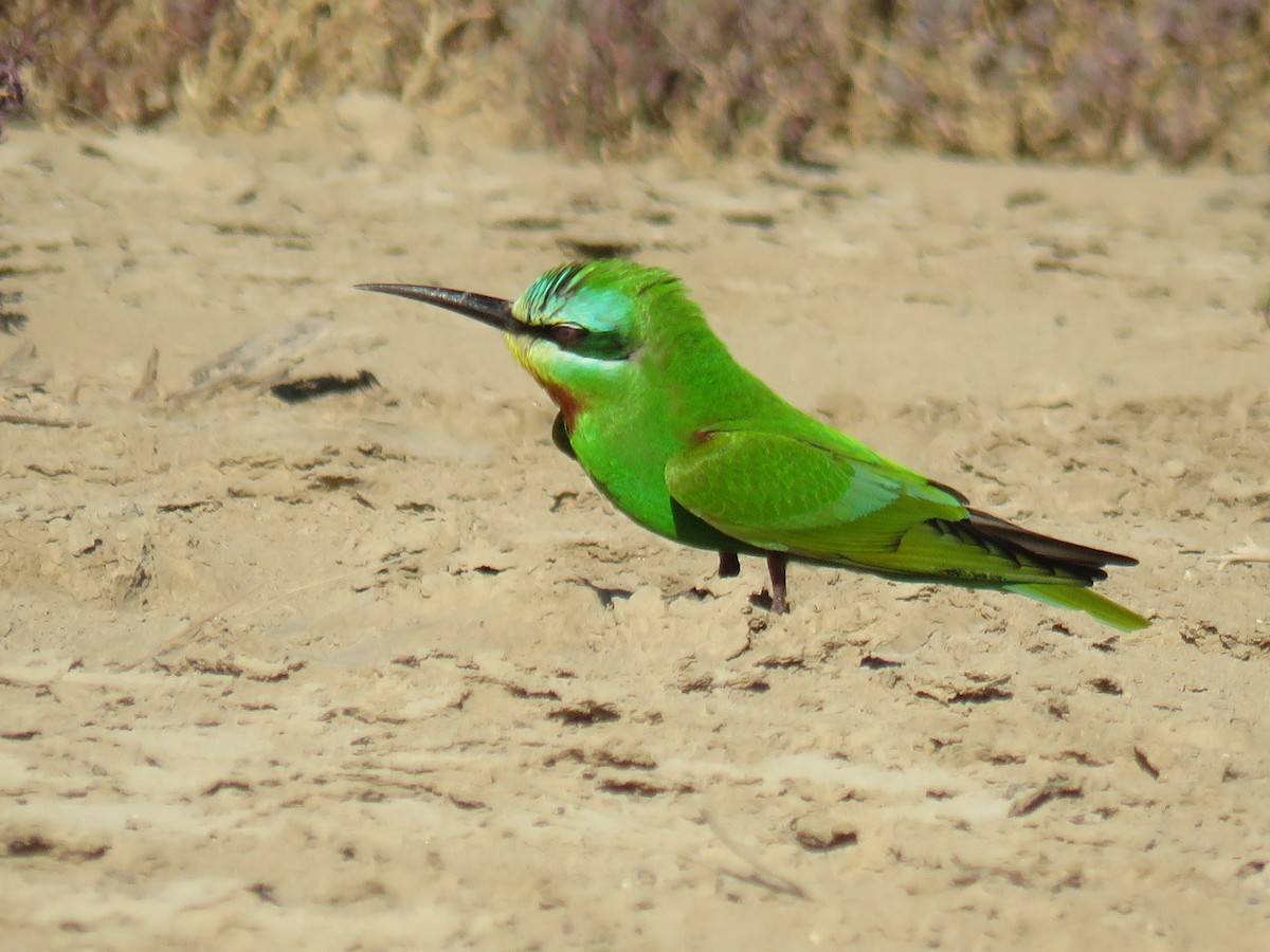 Blue-cheeked Bee-eater - ML567551851