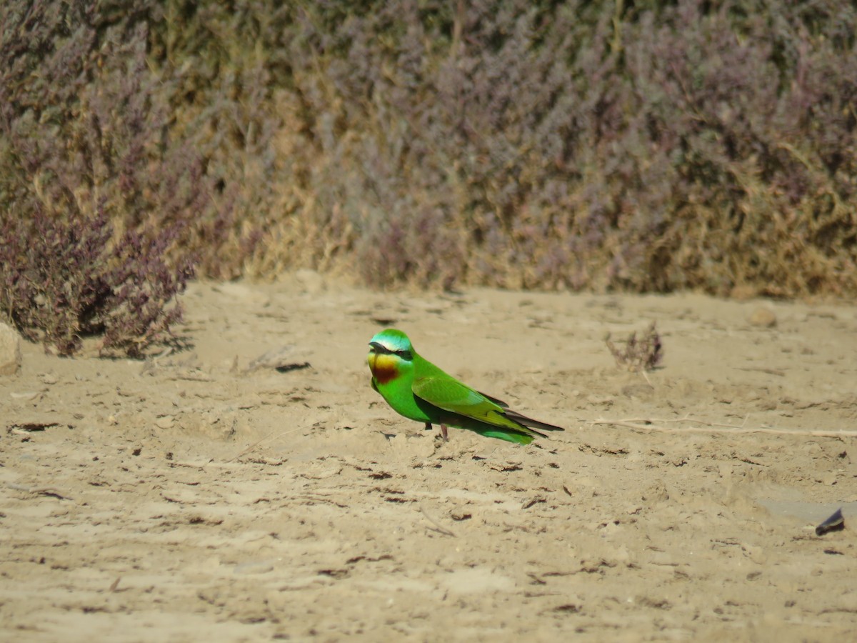 Blue-cheeked Bee-eater - ML567551871