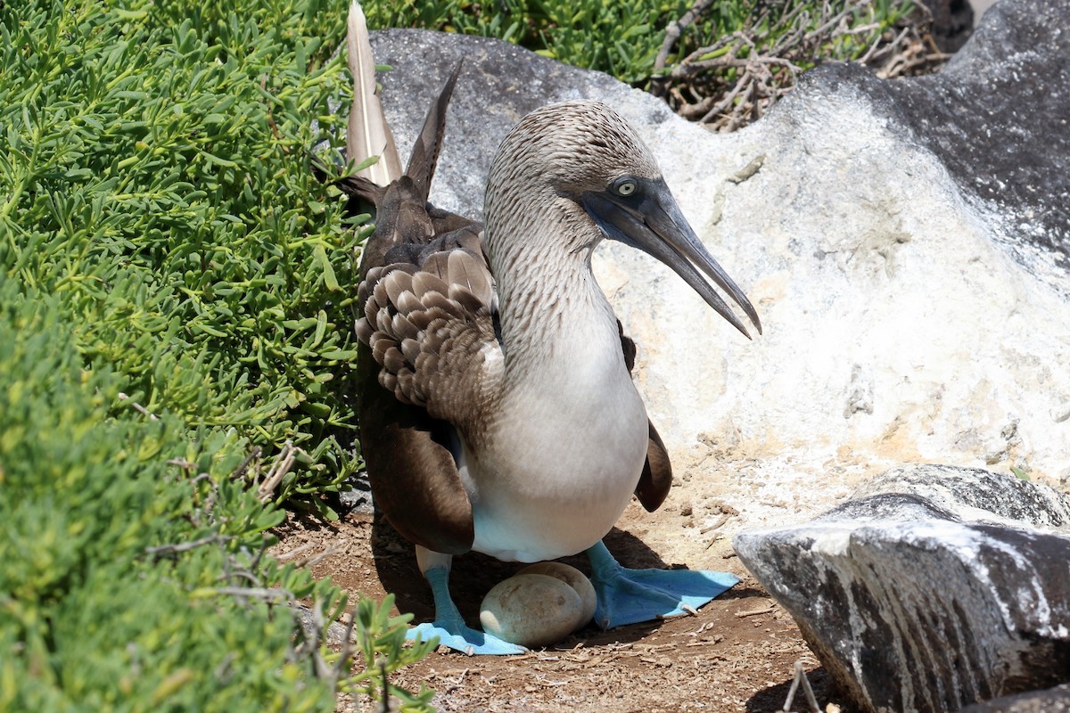 Blue-footed Booby - ML567552271