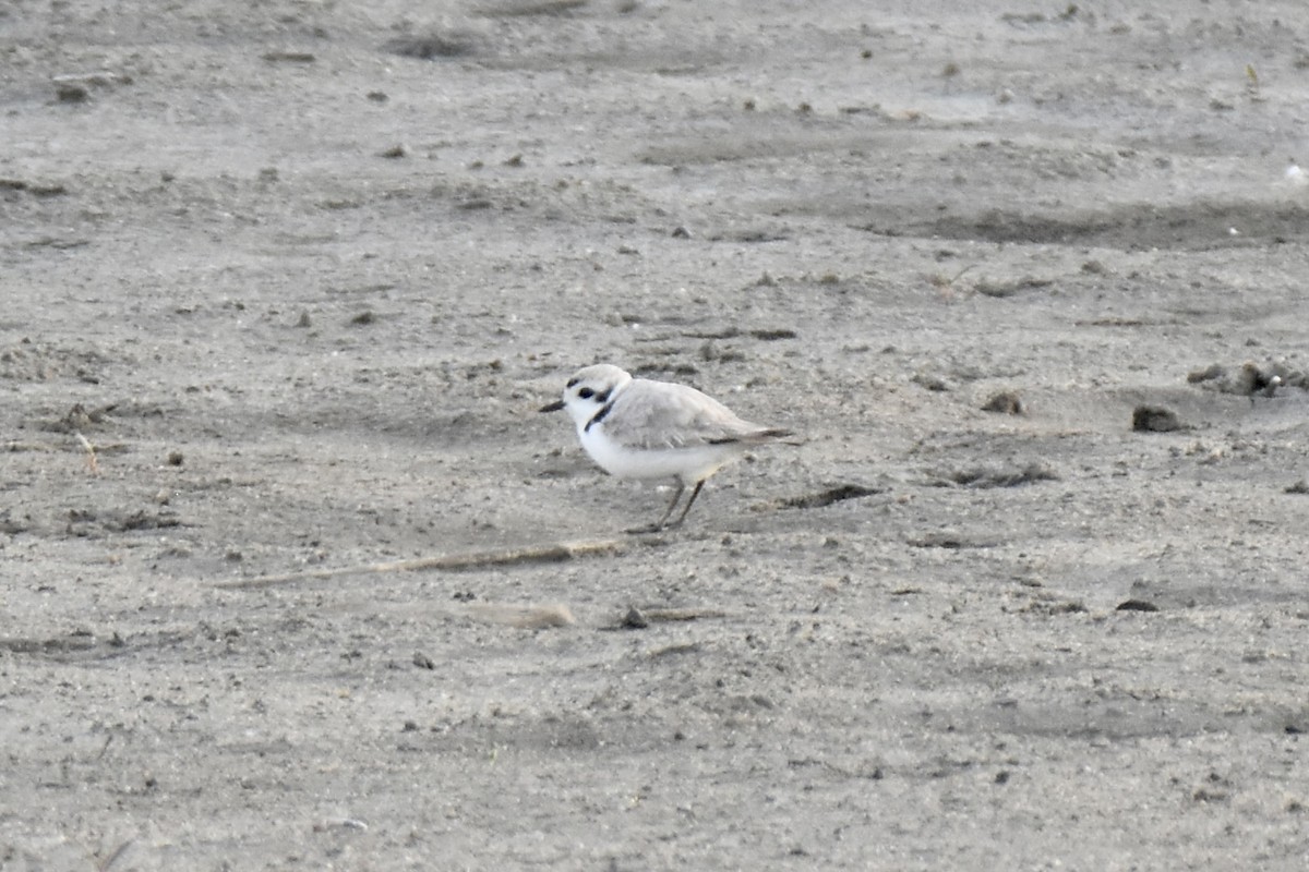 Snowy Plover - Pete Monacell