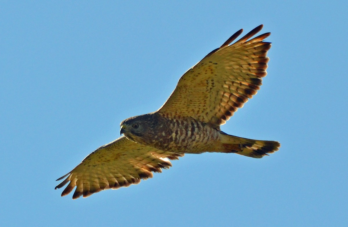 Broad-winged Hawk - ML56755871