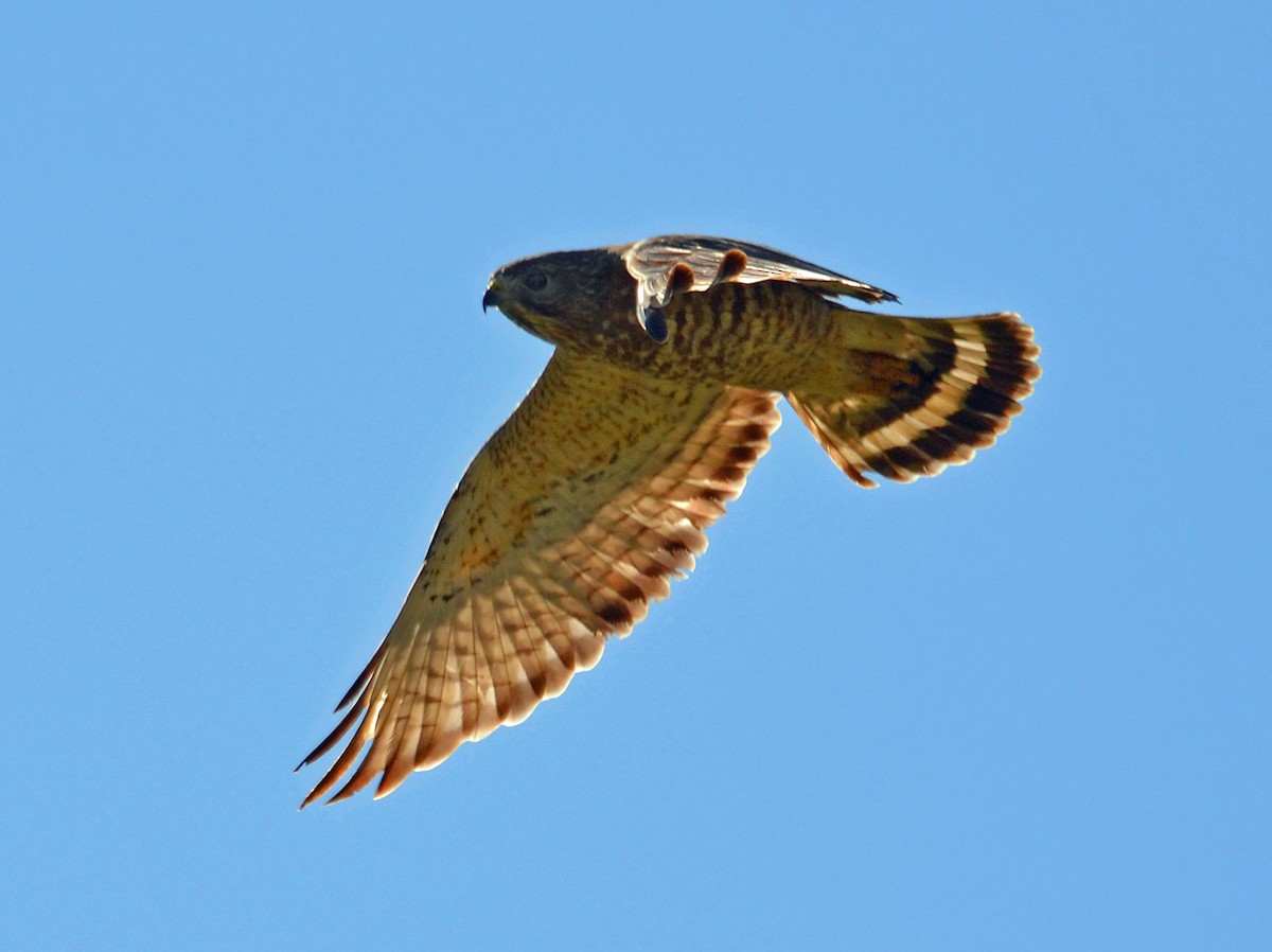 Broad-winged Hawk - ML56755901