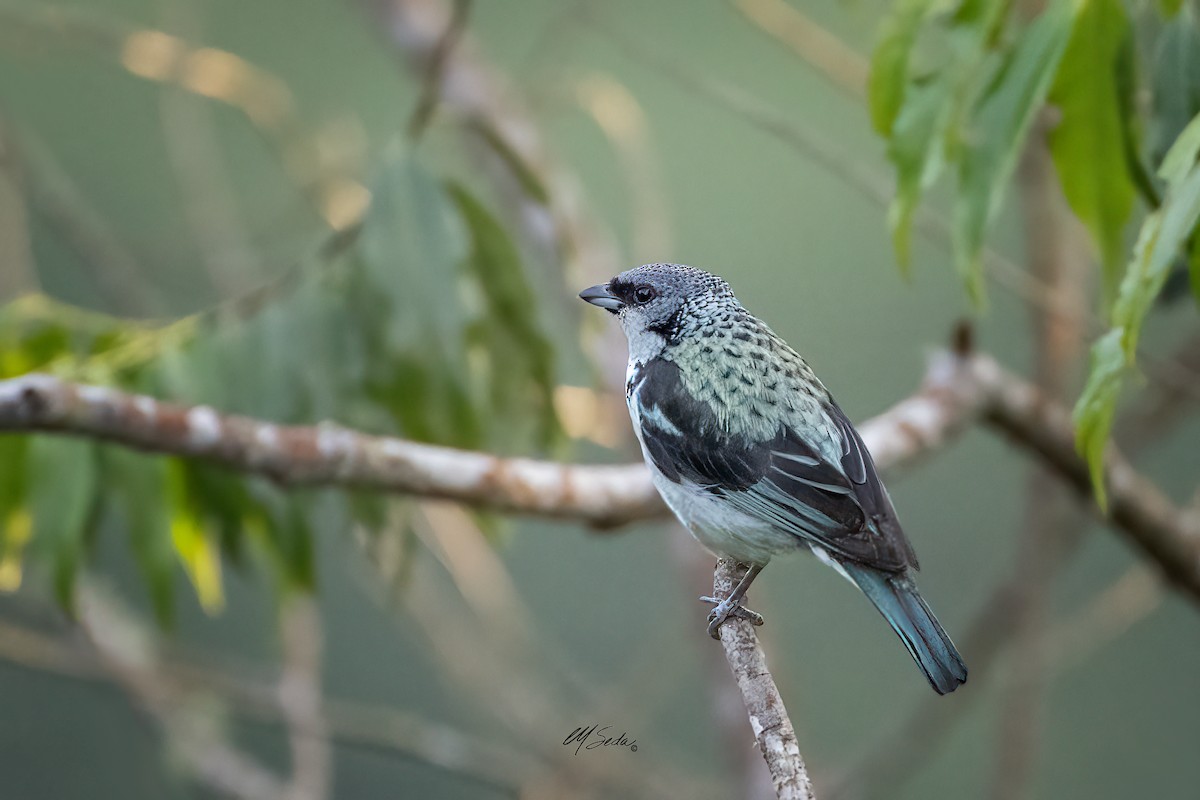 Azure-rumped Tanager - ML567561811