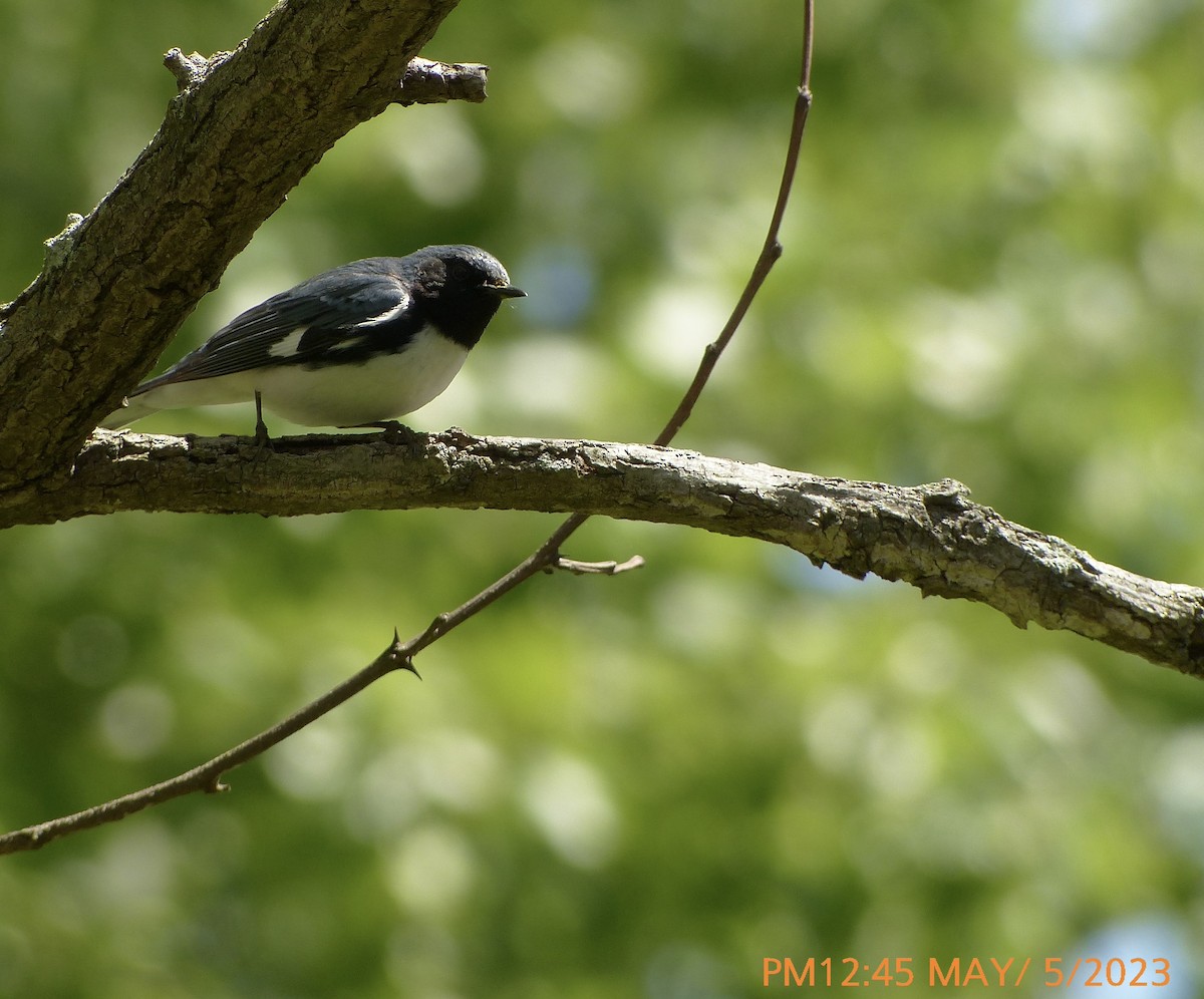 Black-throated Blue Warbler - ML567562641
