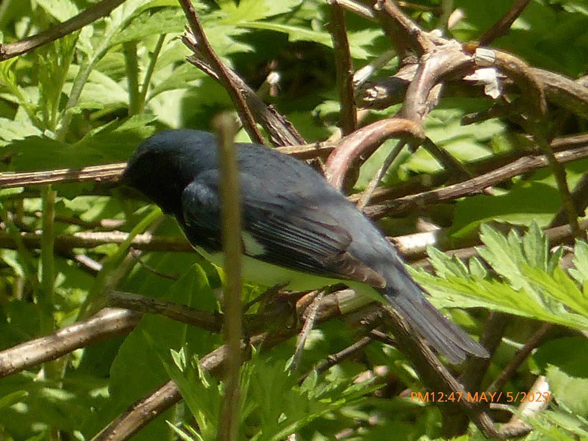 Black-throated Blue Warbler - ML567564021