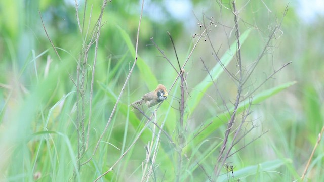 Black-breasted Parrotbill - ML567570901