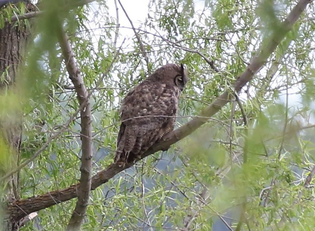 ML567572811 Great Horned Owl Macaulay Library