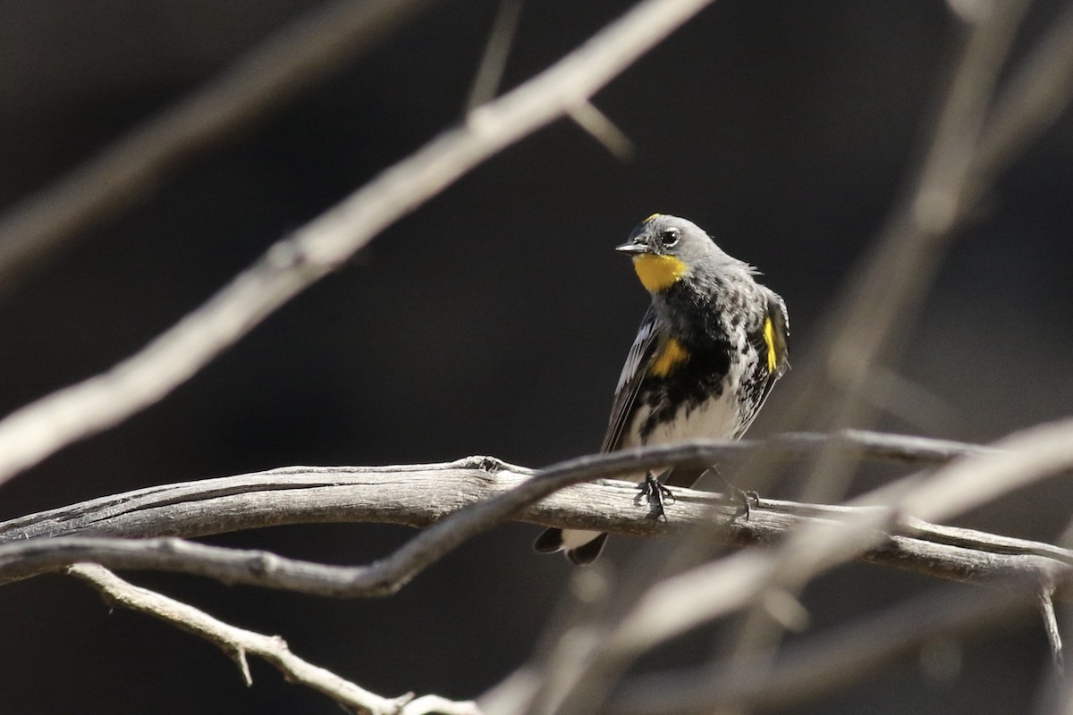Yellow-rumped Warbler (Audubon's) - ML567573041