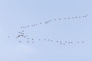 Greater White-fronted Goose, ML567573681