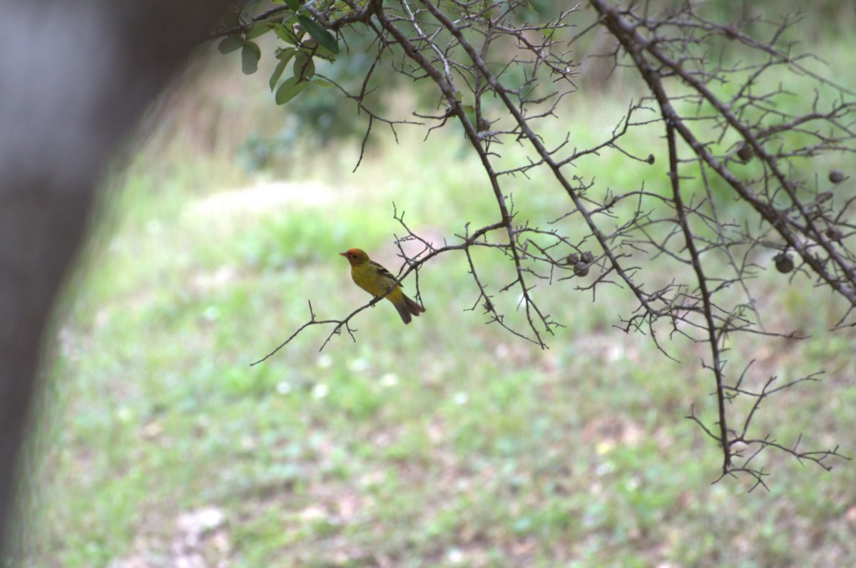 Western Tanager - ML567575331