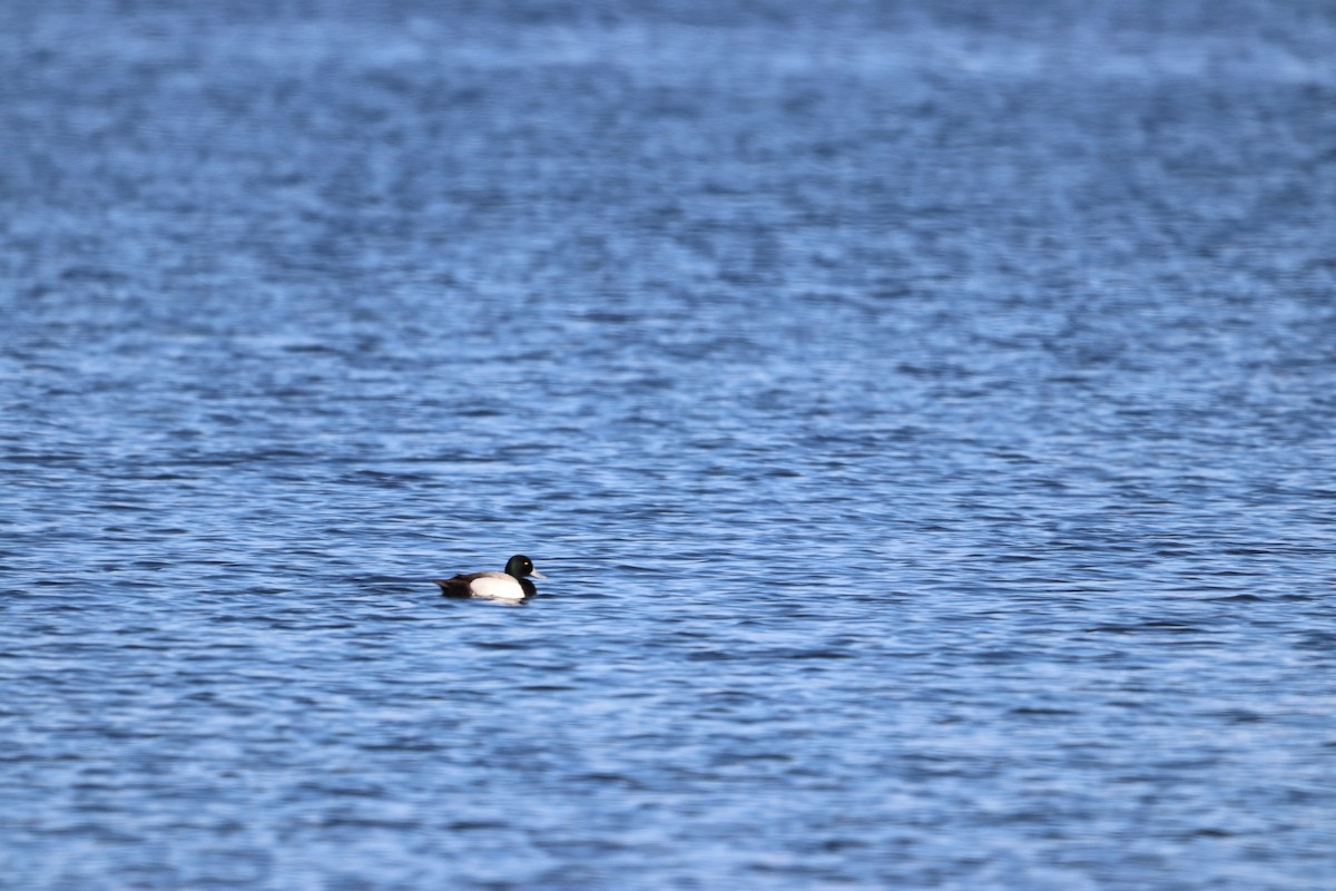 Greater Scaup - ML567578871