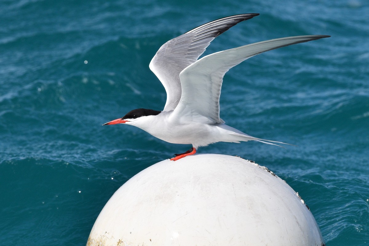 Common Tern - ML567581921