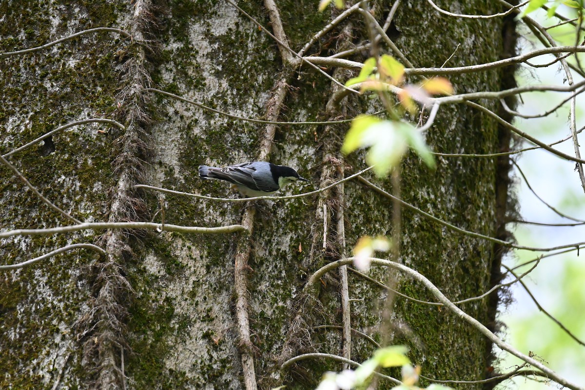 White-breasted Nuthatch - ML567582681