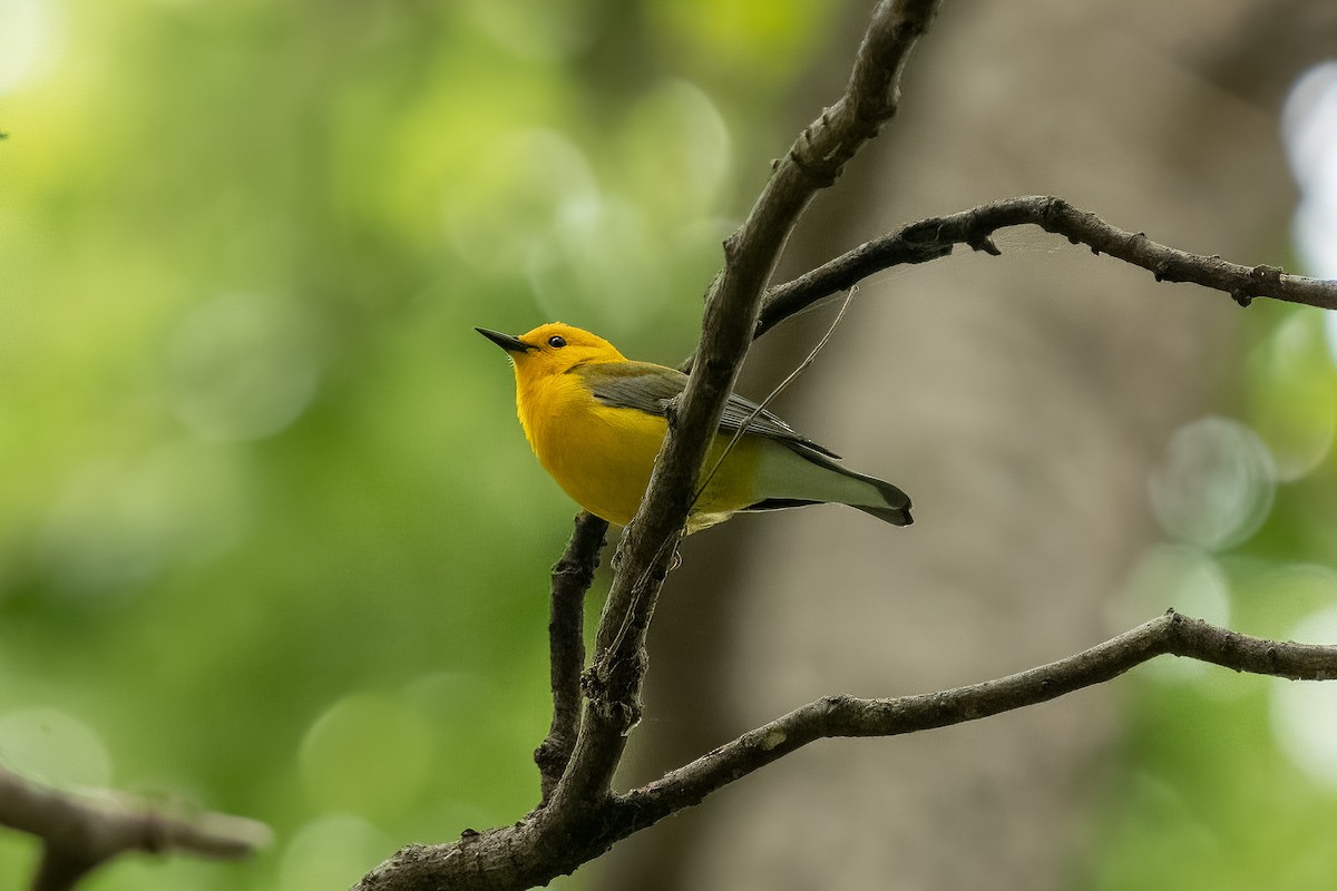 Prothonotary Warbler - Kevin Leonard