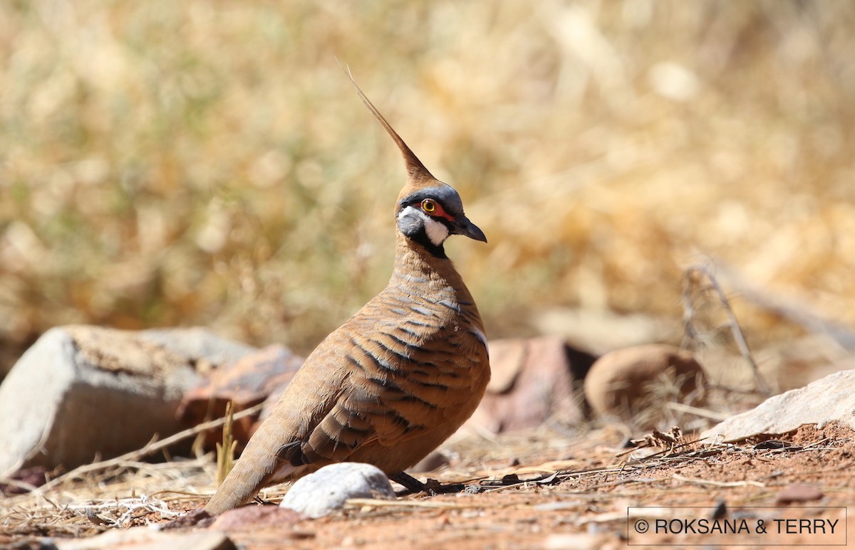 Spinifex Pigeon - Roksana and Terry