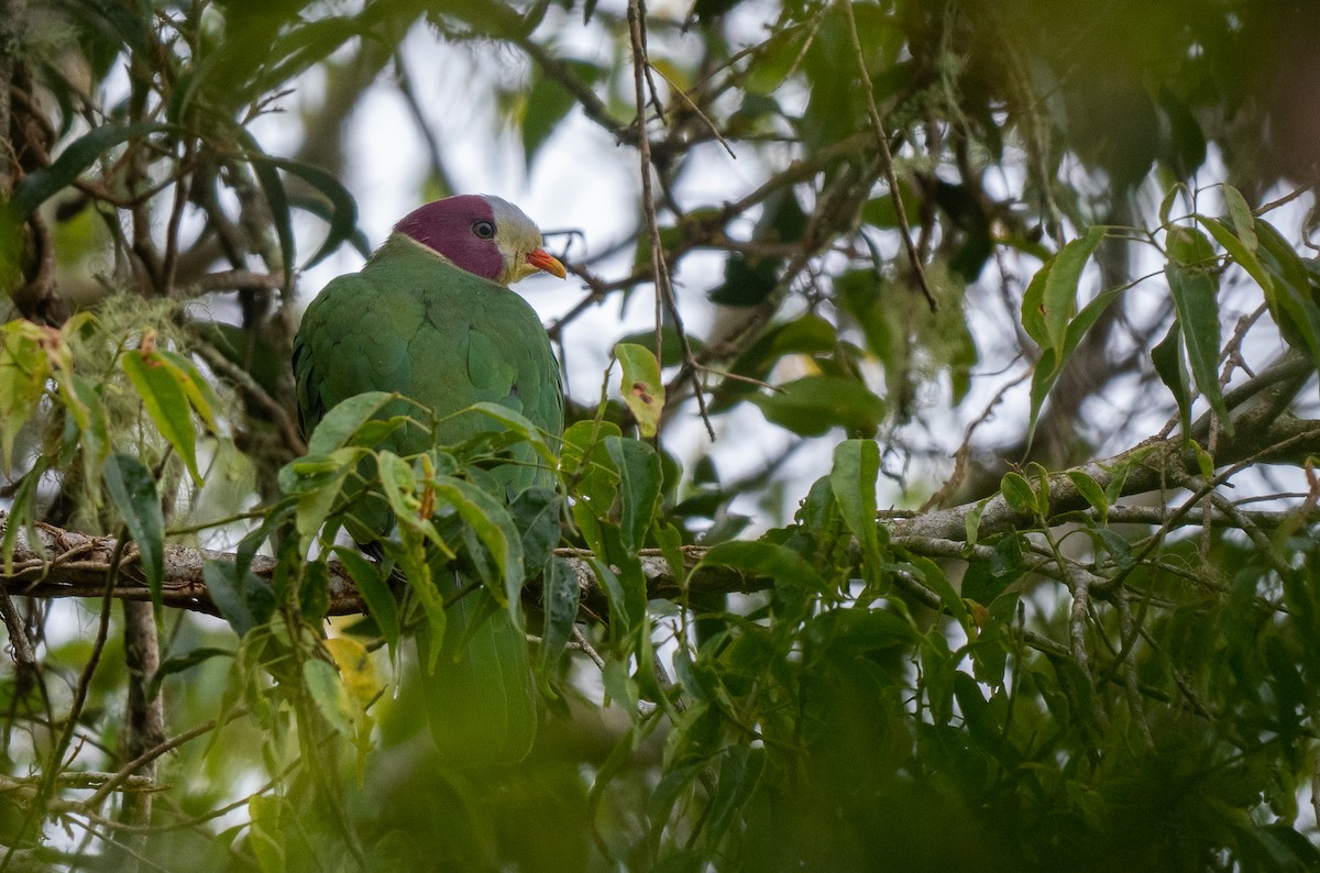 Yellow-breasted Fruit-Dove - ML567585971