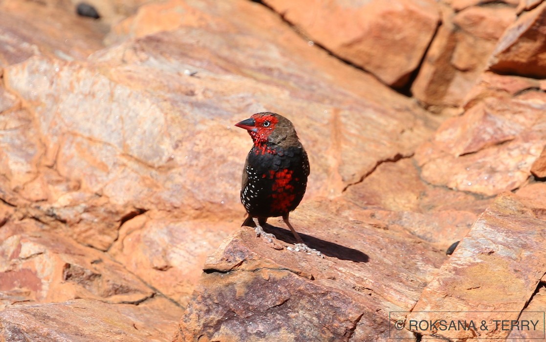 Painted Firetail - ML56758631