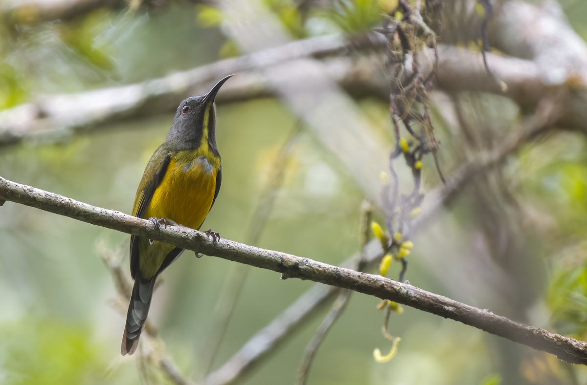 Apo Sunbird - Forest Botial-Jarvis