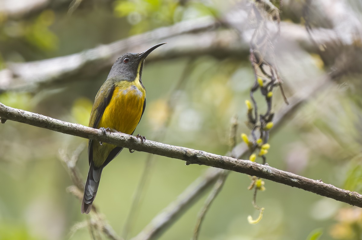 Apo Sunbird - Forest Botial-Jarvis