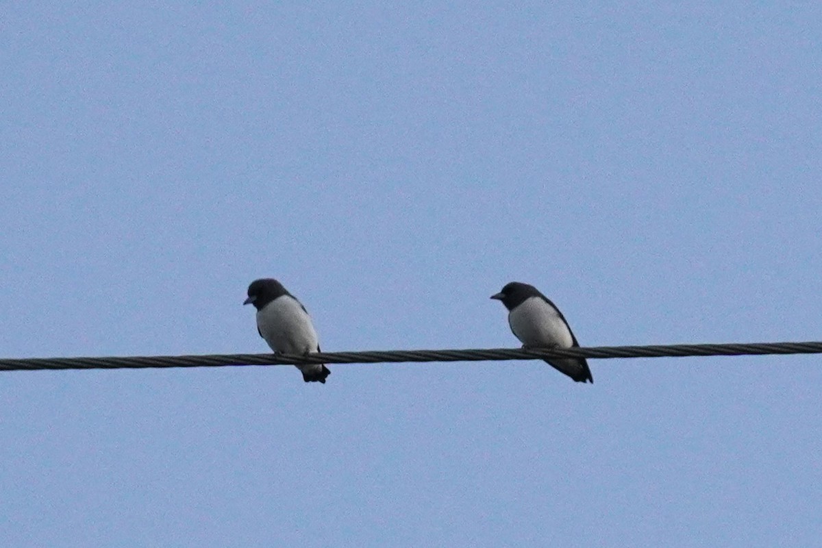 White-breasted Woodswallow - ML567595341