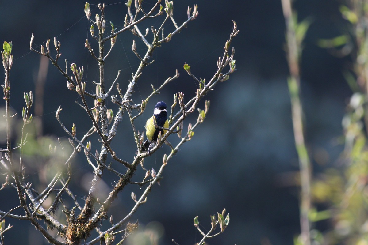 Green-backed Tit - ML567598901