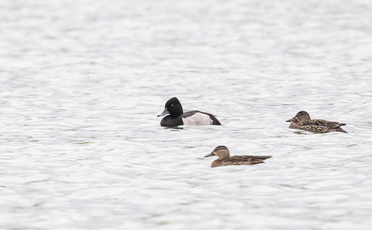 Ring-necked Duck x scaup sp. (hybrid) - Taylor Long