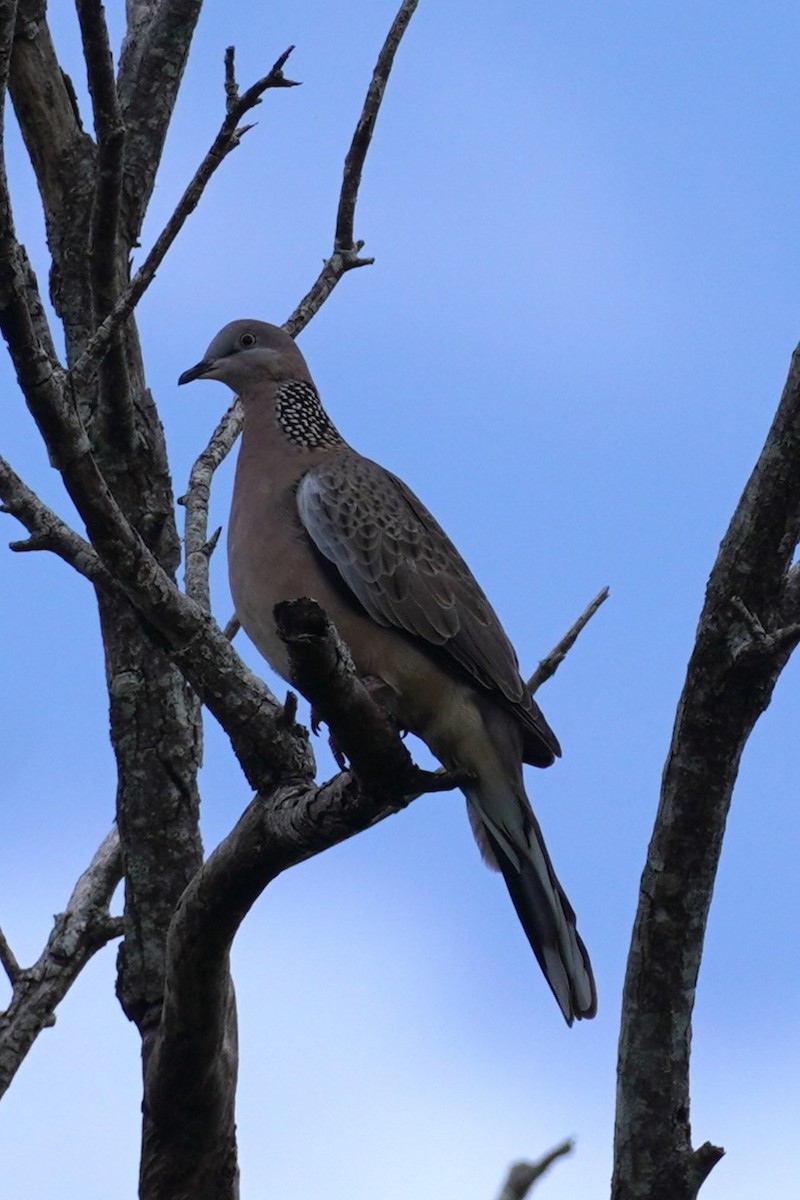 Spotted Dove - ML567600741