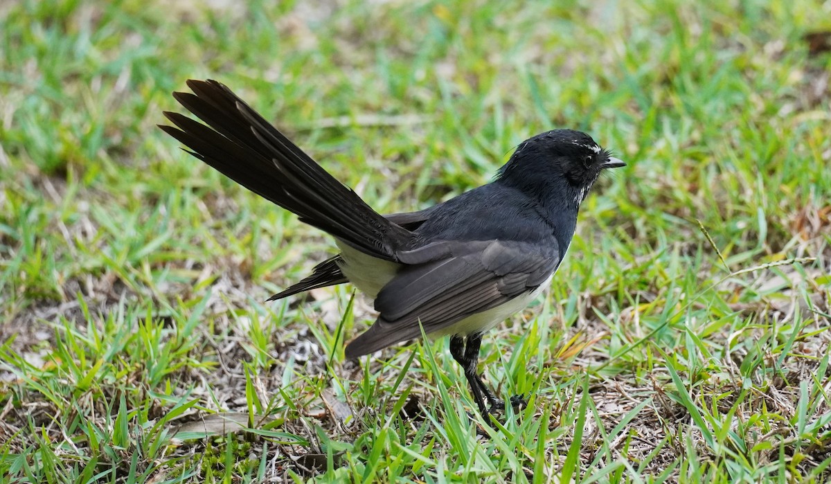 Willie-wagtail - ML567601861