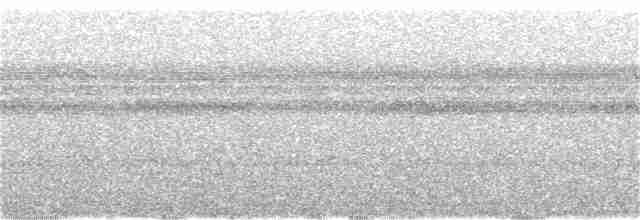 White-tailed Nightjar - ML56760321