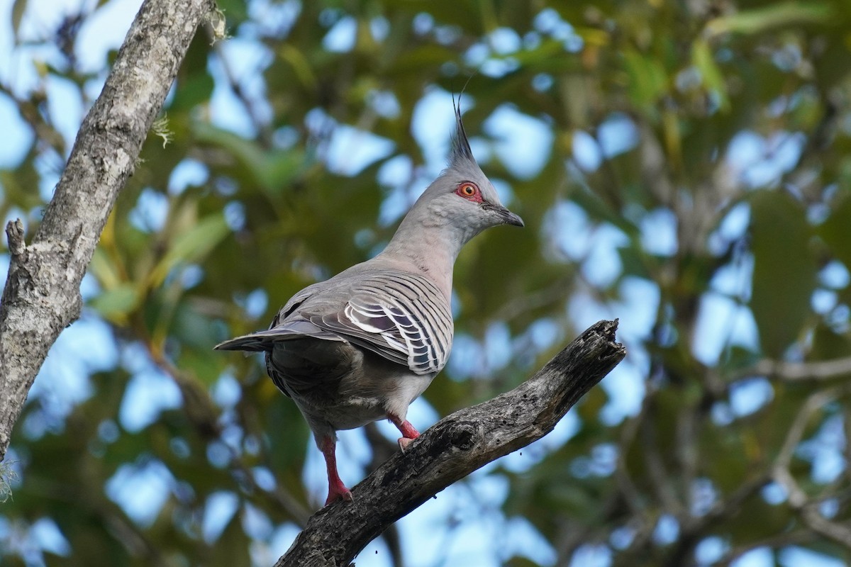 Crested Pigeon - ML567605731