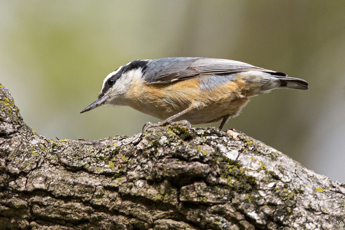 Red-breasted Nuthatch - ML567612251