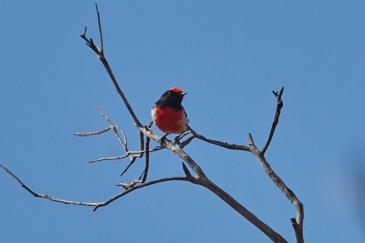Red-capped Robin - ML567612531