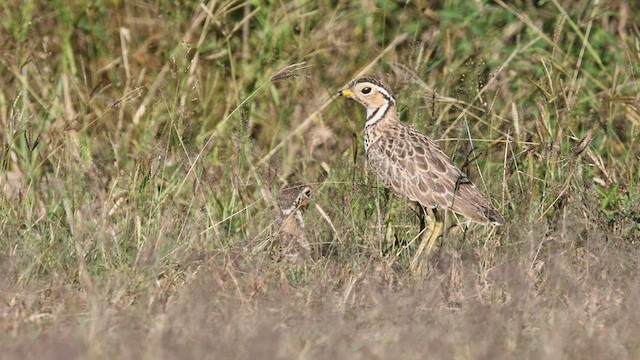 Three-banded Courser - ML567612611