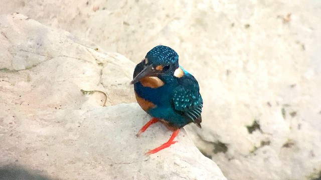 Martin-pêcheur à poitrine bleue (cyanopectus) - ML567613511