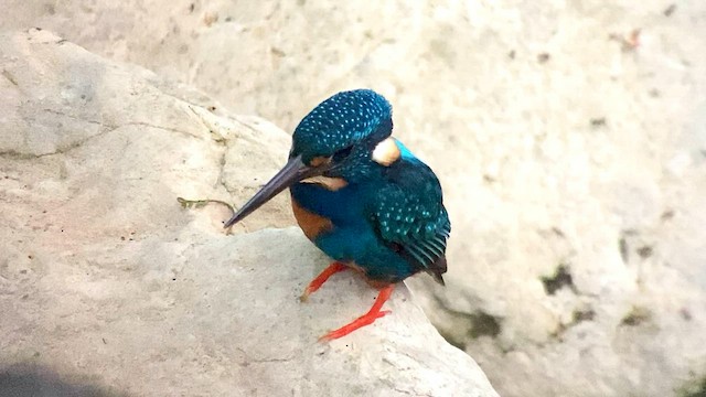 Indigo-banded Kingfisher (Northern) - ML567613601