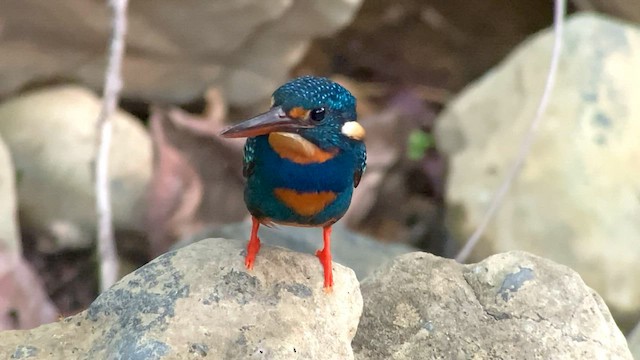 Indigo-banded Kingfisher (Northern) - ML567613631