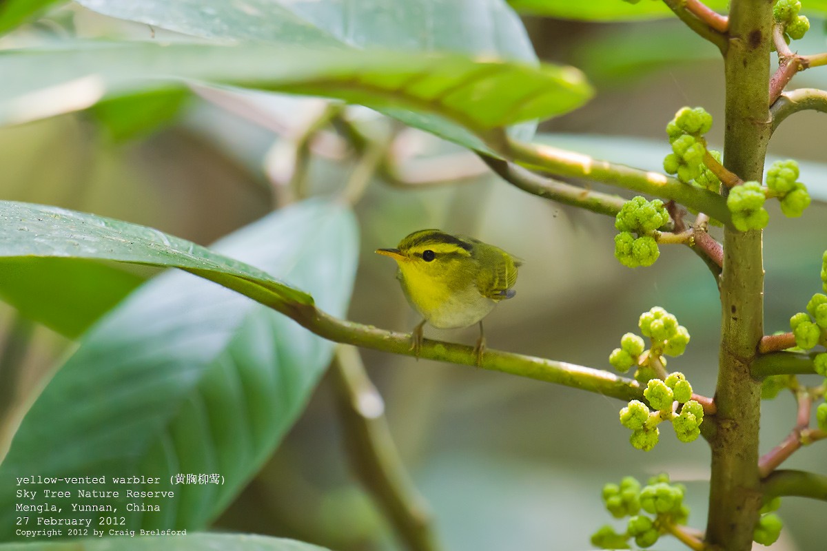 Yellow-vented Warbler - ML56761381
