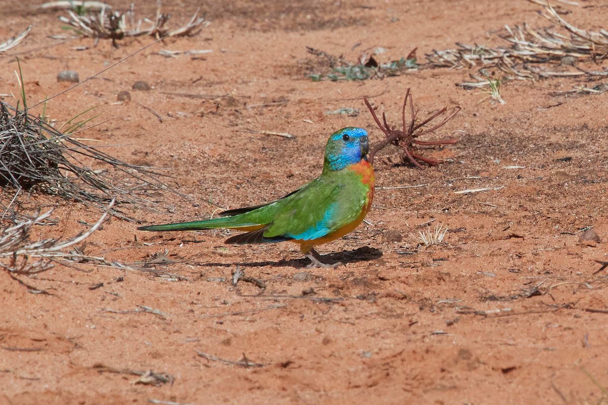 Scarlet-chested Parrot - ML567620141