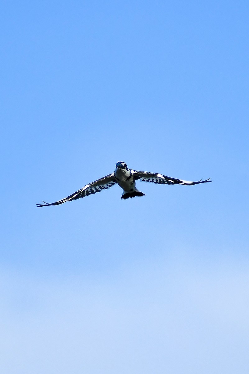 Pied Kingfisher - ML567620281