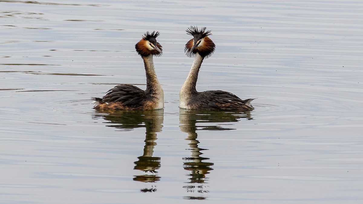 Great Crested Grebe - ML567621421