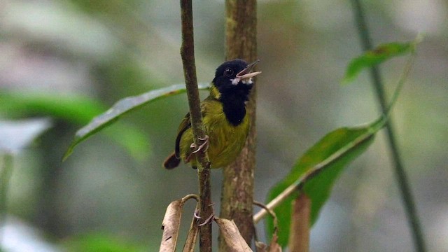 Yellow-breasted Tailorbird - ML567622181