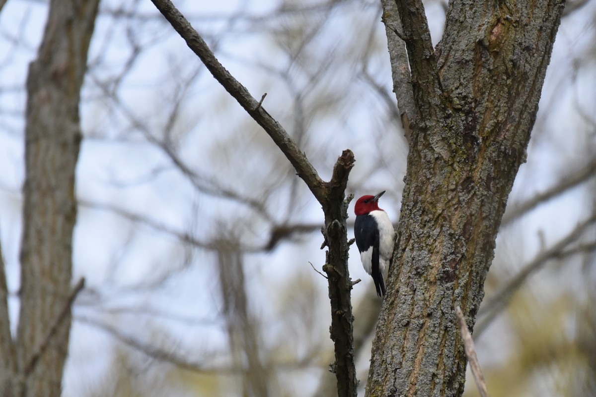 Red-headed Woodpecker - Zoe Finney