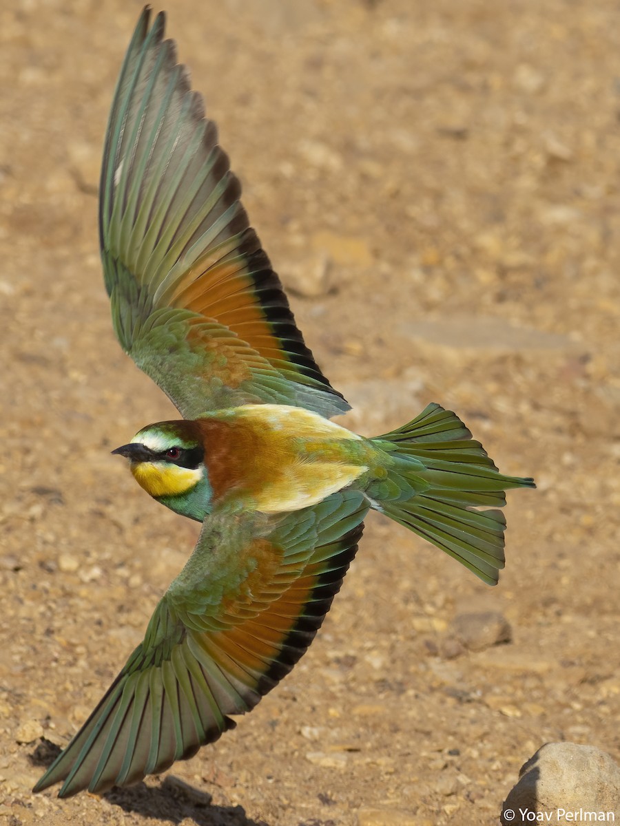 European Bee-eater - ML567626911