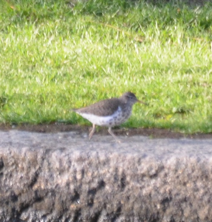 Spotted Sandpiper - Inverno Academy